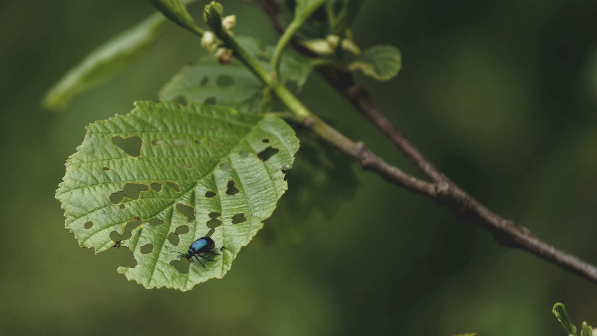 Huller i blad - eller ekspertgruppens forslag